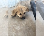 Small #4 German Shepherd Dog-Wolf Hybrid Mix