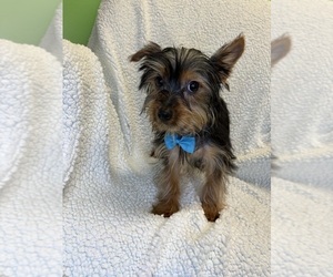 Yorkshire Terrier Puppy for sale in RANDOLPH, MA, USA