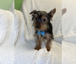 Image preview for Ad Listing. Nickname: Poppy