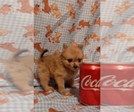 Small Photo #1 Pomeranian Puppy For Sale in CARTHAGE, TX, USA