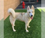 Small #1 Siberian Husky