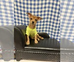 Small #3 Dachshund Mix