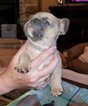 Small Photo #4 French Bulldog Puppy For Sale in AURORA, TX, USA