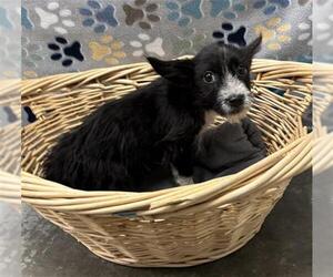 Maltese-Miniature Schnauzer Mix Dogs for adoption in Rosenberg, TX, USA