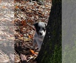 Small Photo #4 Australian Cattle Dog Puppy For Sale in OREGON HOUSE, CA, USA