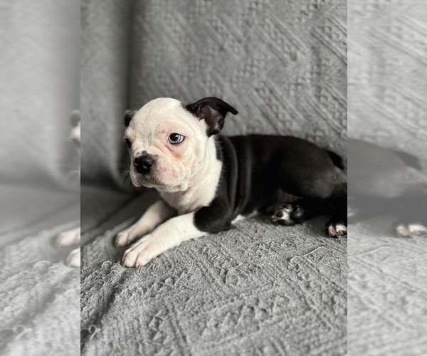 Medium Photo #3 Boston Terrier Puppy For Sale in BRIDGEWATER, NJ, USA