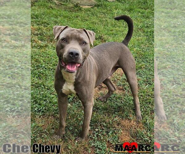 Medium Photo #1 American Pit Bull Terrier Puppy For Sale in Maryville, TN, USA
