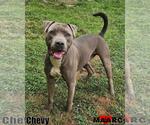 Small American Pit Bull Terrier
