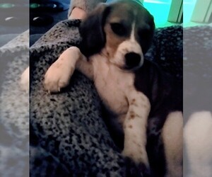 Beagle Puppy for sale in LAKELAND, FL, USA