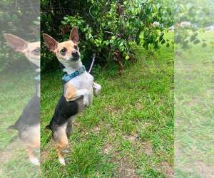 Chihuahua-Unknown Mix Dogs for adoption in Candler, NC, USA