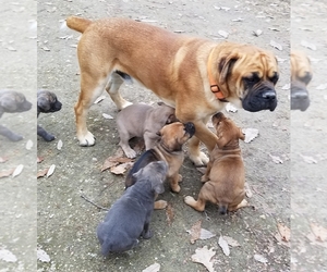 Cane Corso Puppy for sale in REDKEY, IN, USA