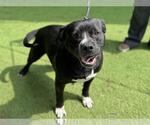 Small #1 American Staffordshire Terrier Mix