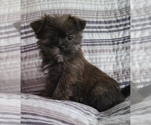 Shorkie Tzu Puppy for sale in STAFFORD SPRINGS, CT, USA