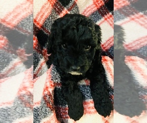 Mini Whoodle (Wheaten Terrier/Miniature Poodle) Puppy for sale in SPOKANE, WA, USA