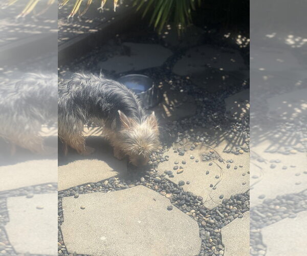Medium Photo #2 Mutt Puppy For Sale in Dana Point, CA, USA