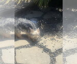 Small #1 Mutt