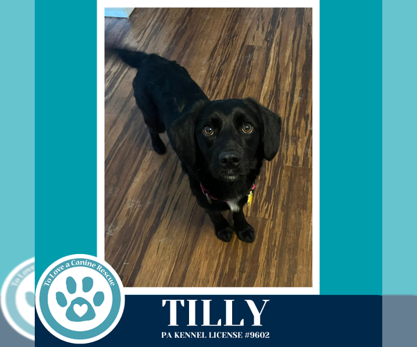 Medium Photo #2 Colonial Cocker Spaniel-Unknown Mix Puppy For Sale in Kimberton, PA, USA