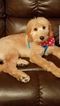 Small Photo #1 Goldendoodle Puppy For Sale in TRENTON, NJ, USA