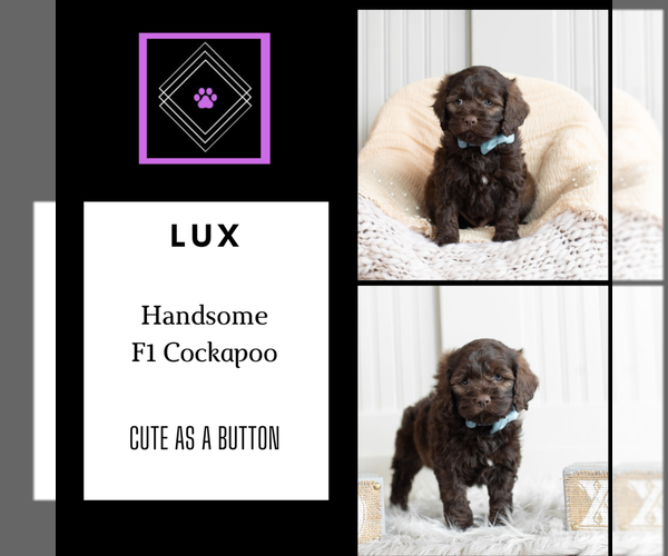 Medium Photo #7 Cockapoo Puppy For Sale in WARSAW, IN, USA