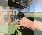 Small Photo #10 Schnauzer (Miniature) Puppy For Sale in COMANCHE, TX, USA