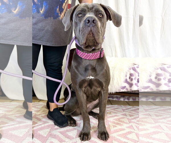 Medium Photo #6 Mutt Puppy For Sale in Goodyear, AZ, USA