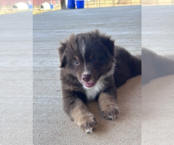Medium Photo #9 Miniature Australian Shepherd Puppy For Sale in CANTON, TX, USA