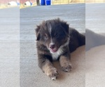 Small #8 Miniature Australian Shepherd