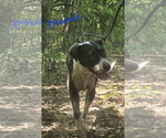 Small #3 Mutt