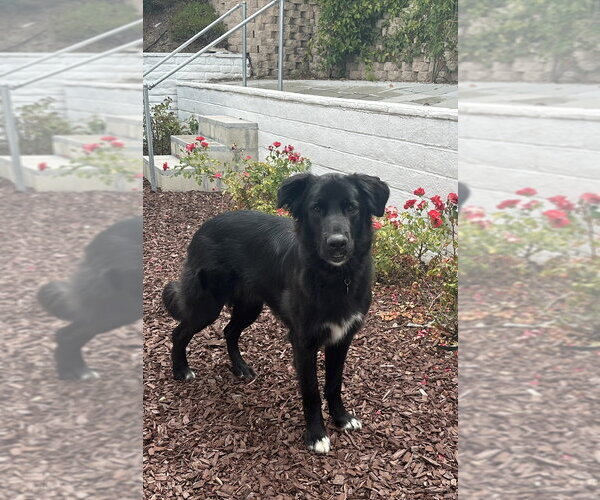 Medium Photo #1 Mutt Puppy For Sale in Dana Point, CA, USA