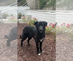 Small Mutt