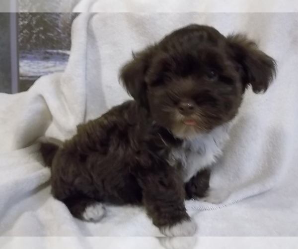 Medium Photo #8 Havanese Puppy For Sale in WEST CONCORD, MN, USA