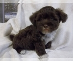 Small Photo #8 Havanese Puppy For Sale in WEST CONCORD, MN, USA