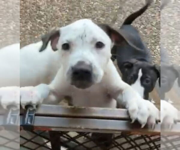 Medium Photo #1 American Bulldog-Unknown Mix Puppy For Sale in Lakewood, CO, USA