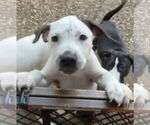 Small American Bulldog Mix