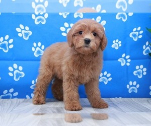 Cavapoo Puppy for sale in MARIETTA, GA, USA