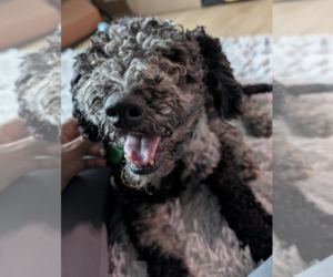 Poodle (Standard)-Unknown Mix Dogs for adoption in Brooklyn, NY, USA
