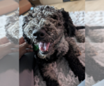 Small Poodle (Standard) Mix