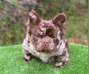 Father of the French Bulldog puppies born on 08/15/2025