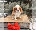 Small #1 Cavalier King Charles Spaniel