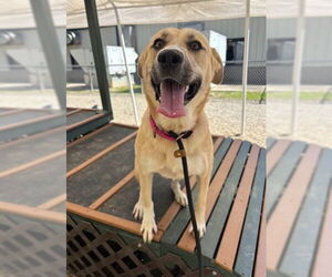 German Shepherd Dog-Unknown Mix Dogs for adoption in Palmetto, FL, USA