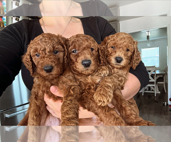 Medium Photo #2 Goldendoodle Puppy For Sale in OAKLAND, CA, USA