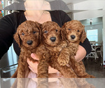 Small Photo #2 Goldendoodle Puppy For Sale in OAKLAND, CA, USA