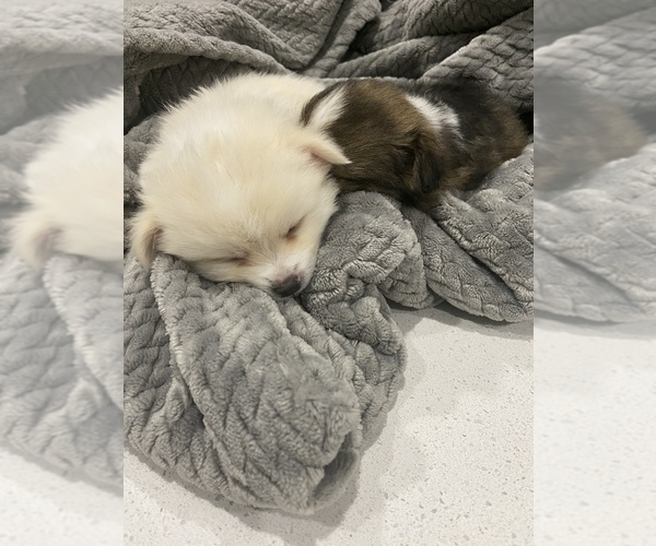 Medium Photo #2 Cardigan Welsh Corgi-Pomeranian Mix Puppy For Sale in ALBUQUERQUE, NM, USA
