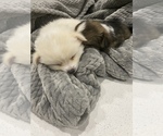 Small Photo #2 Cardigan Welsh Corgi-Pomeranian Mix Puppy For Sale in ALBUQUERQUE, NM, USA