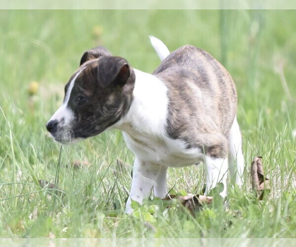 Medium Photo #4 Australian Shepherd-Chihuahua Mix Puppy For Sale in Mechanicsburg, PA, USA