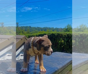 American Bully Puppy for sale in PITTSBURGH, PA, USA