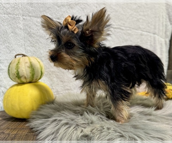 Medium Photo #7 Yorkshire Terrier Puppy For Sale in NAPPANEE, IN, USA