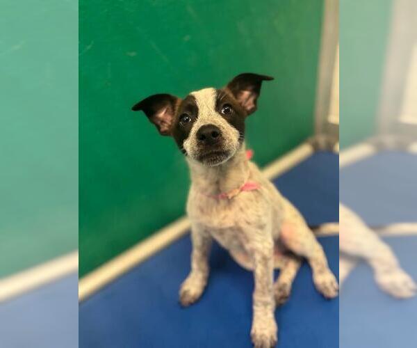 Medium Photo #1 Texas Heeler-Unknown Mix Puppy For Sale in Visalia, CA, USA