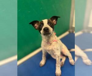 Texas Heeler-Unknown Mix Dogs for adoption in Visalia, CA, USA