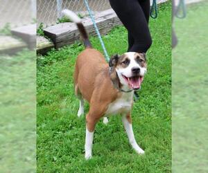 American Pit Bull Terrier-Labrador Retriever Mix Dogs for adoption in Thief River Falls, MN, USA